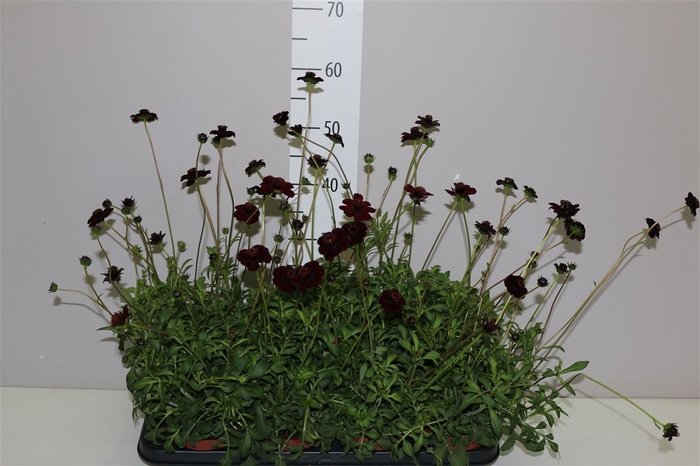 <h4>Cosmos Atrosanguineus Choclat</h4>