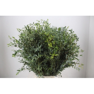 Euca Parvifolia 300gr P Bunch