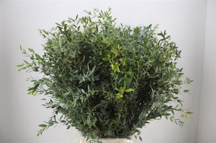 <h4>Euca Parvifolia 300gr P Bunch</h4>
