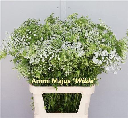 <h4>Ammi Majus Spray Super 90cm</h4>
