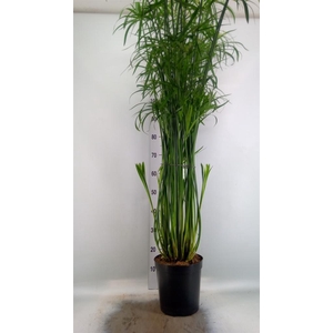Cyperus ...