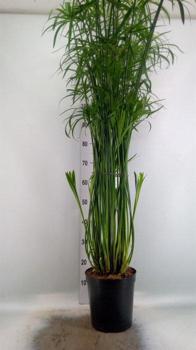 <h4>Cyperus ...</h4>