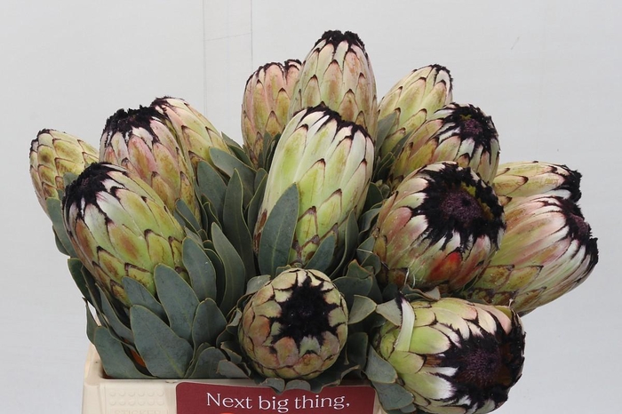 <h4>Protea Niobe</h4>