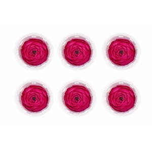Ran Pres Fuchsia