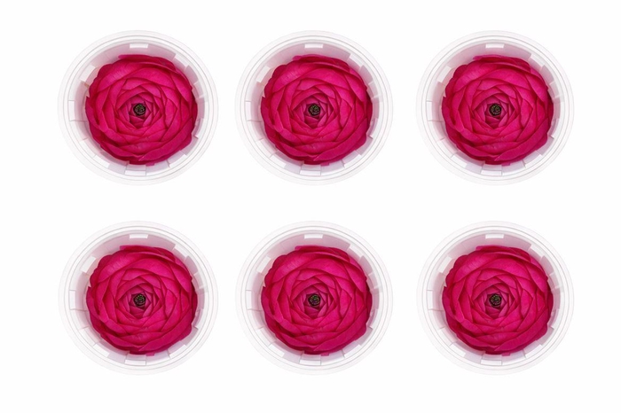 <h4>Ran Pres Fuchsia</h4>