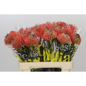 Nutans Ayoba Pink Guava