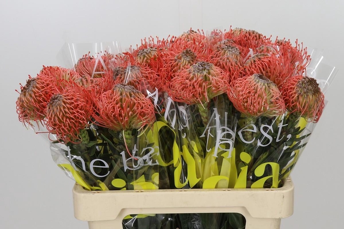 <h4>Nutans Ayoba Pink Guava</h4>