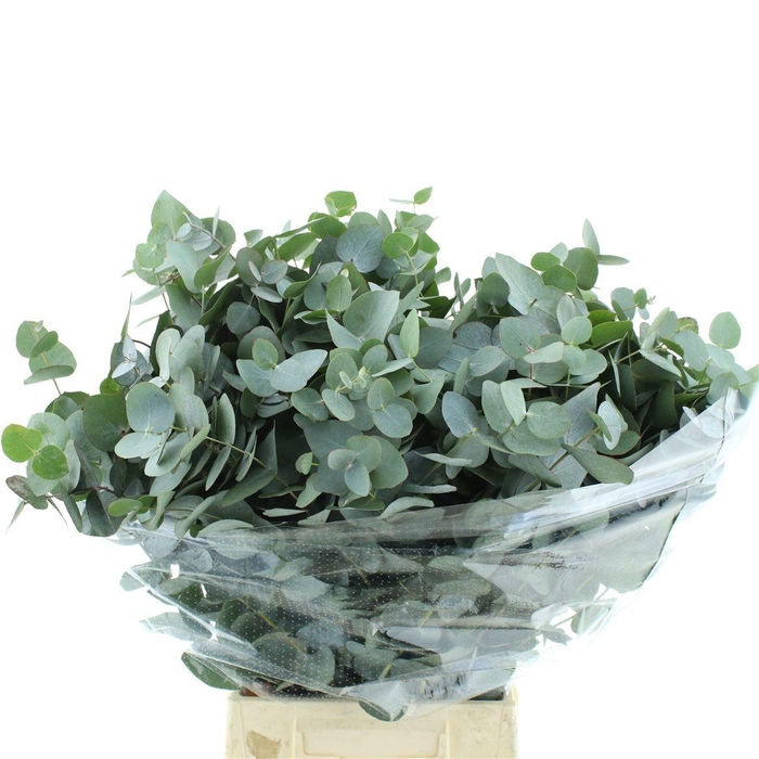 <h4>EUCA CINEREA</h4>