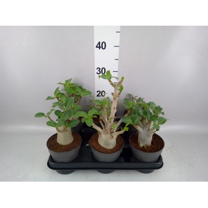 Adenium NB 'Ansu Baobab'