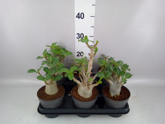 <h4>Adenium NB 'Ansu Baobab'</h4>