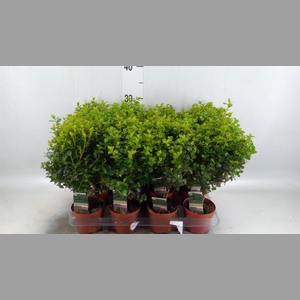 Myrsine africana