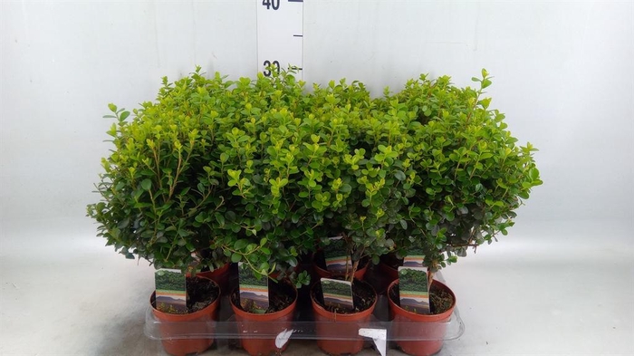 <h4>Myrsine africana</h4>