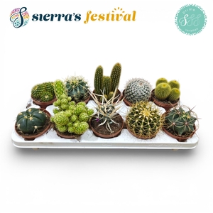 Festival® - Cactus Mix (Prime)
