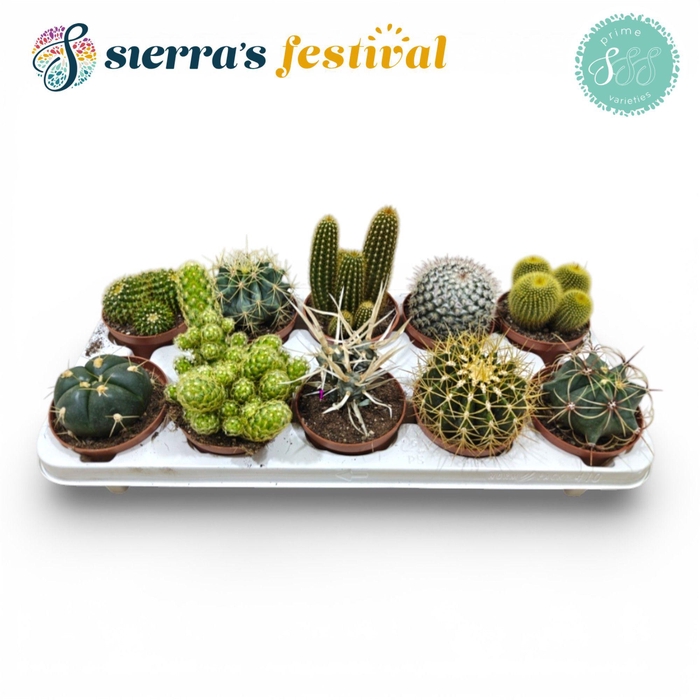 <h4>Festival® - Cactus Mix (Prime)</h4>