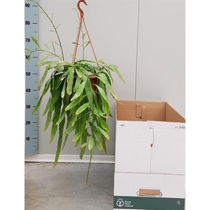 Rhipsalis (Cites) 20Ø 50cm