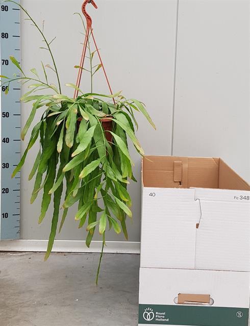 Rhipsalis (Cites) 20Ø 50cm