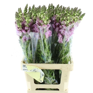 ANTIR OP LAVENDER