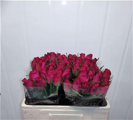 <h4>R Gr Ace Cerise+</h4>