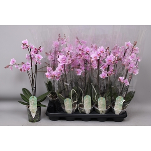 PHAL MF F ROSANNE