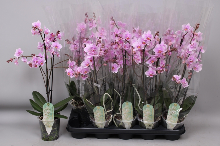 <h4>PHAL MF F ROSANNE</h4>
