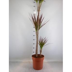 Dracaena marg. 'Magenta'