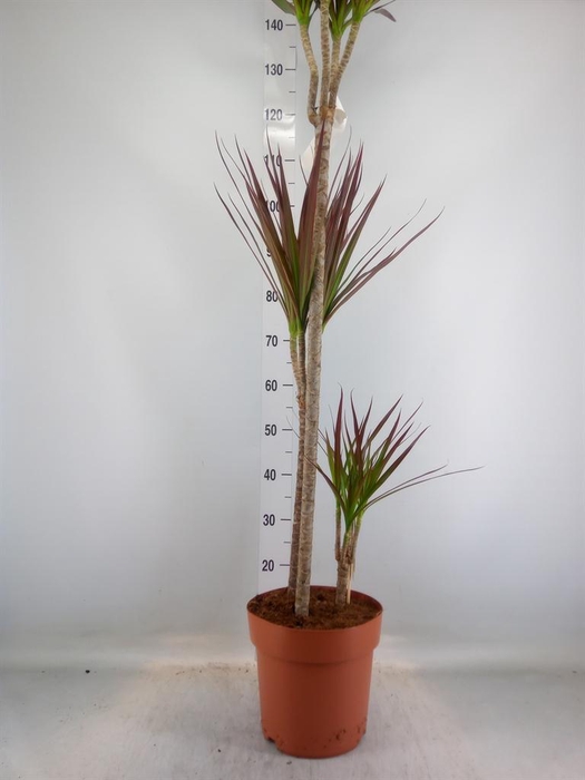 <h4>Dracaena marg. 'Magenta'</h4>