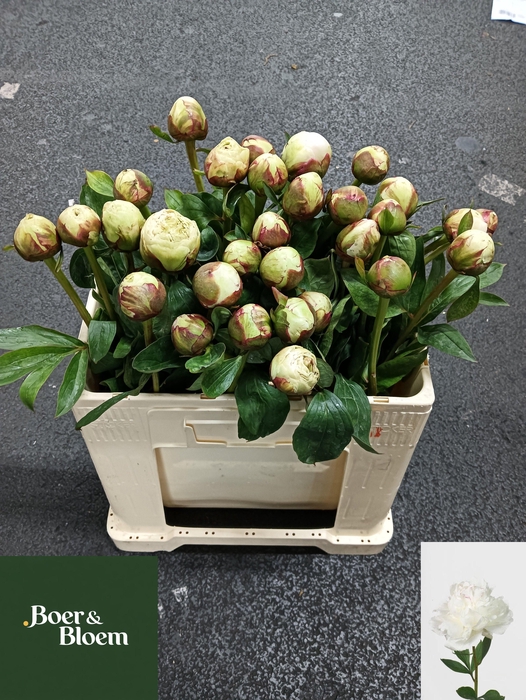 <h4>PAEO L ODILE</h4>