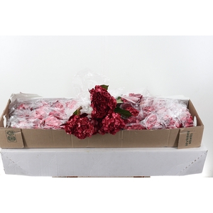 Hydr Burgundy Tinted Sel Box