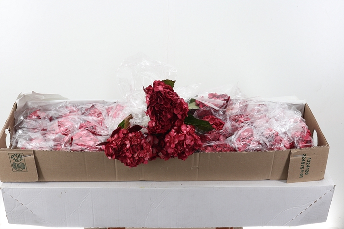 <h4>Hydr Burgundy Tinted Sel Box</h4>