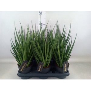 Sansevieria cyl.  ...