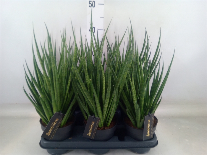 <h4>Sansevieria cyl.  ...</h4>