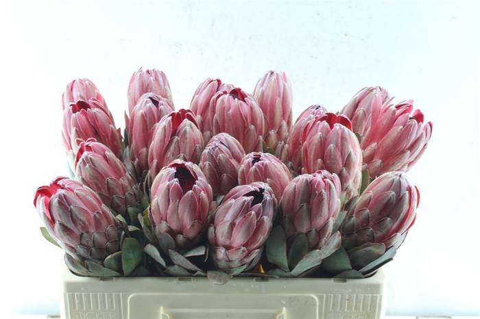<h4>Protea Sharonet</h4>