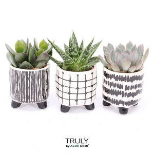 TRULY Succulent, Black White