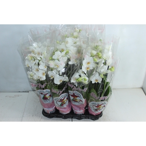 PHALAENOPSIS MINI P09 BRANCO 4 HT