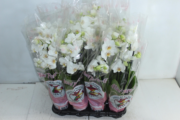 <h4>PHALAENOPSIS MINI P09 BRANCO 4 HT</h4>