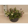 Schaal 26 Mix 11 Scaevola Trio