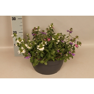 Schaal 26 Scaevola Trio