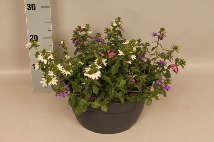 <h4>Schaal 26 Scaevola Trio</h4>