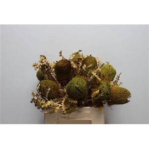 Banksia Speciosa Dried Basil