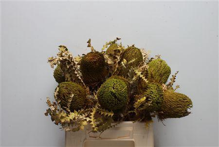 <h4>Banksia Speciosa Dried Basil</h4>