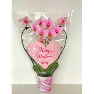 Moederdag 12 cm pot groot hart steker