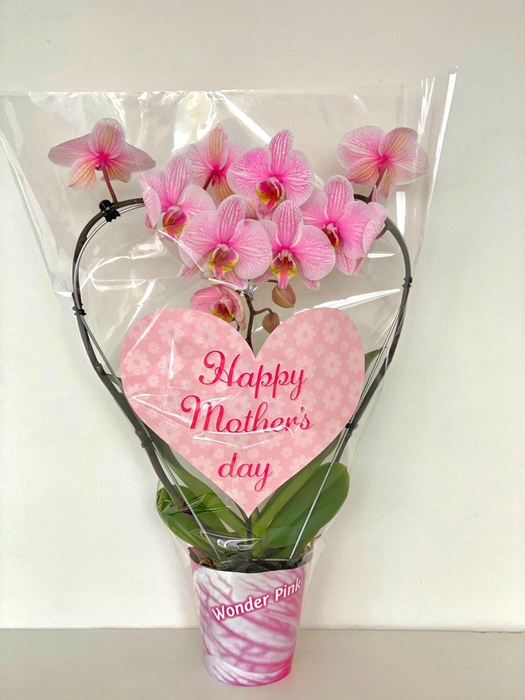 <h4>Moederdag 12 cm pot groot hart steker</h4>