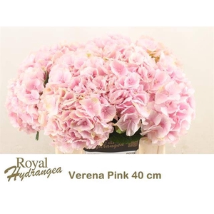HYDR M CH VERENA