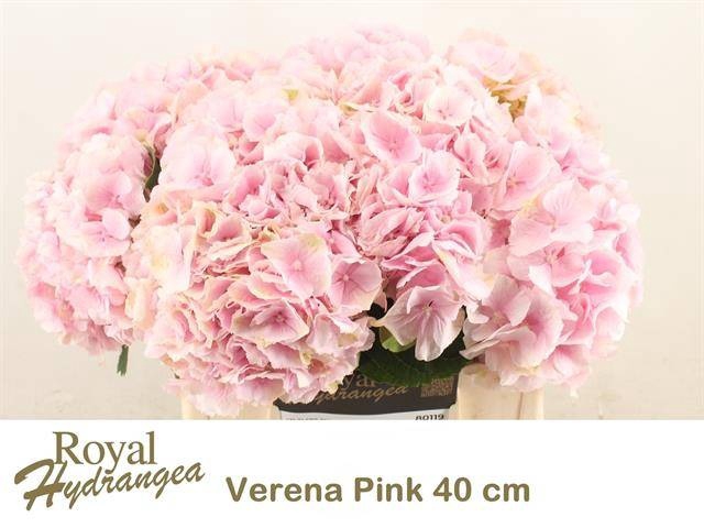 <h4>HYDR M CH VERENA</h4>