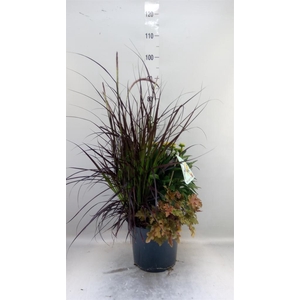 Vaste pltn   ...       [Perennials]