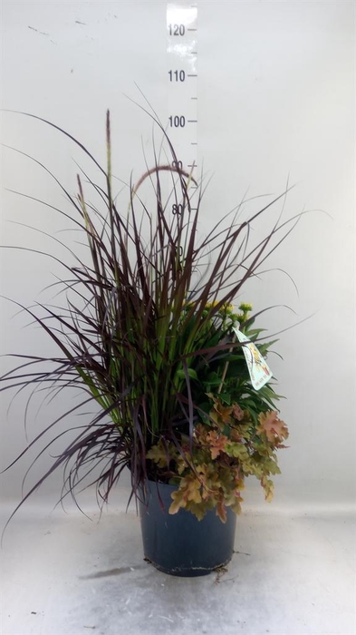 <h4>Vaste pltn   ...       [Perennials]</h4>