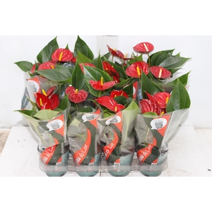 ANTHURIUM RED SUCCESS P09