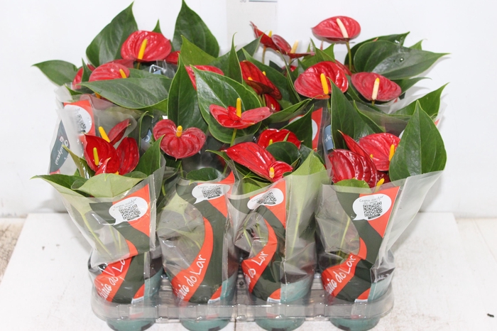 <h4>ANTHURIUM RED SUCCESS P09</h4>