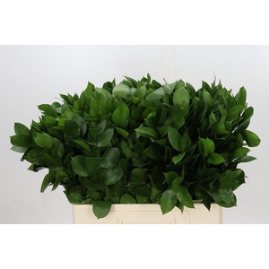 Ruscus Hypophyllum