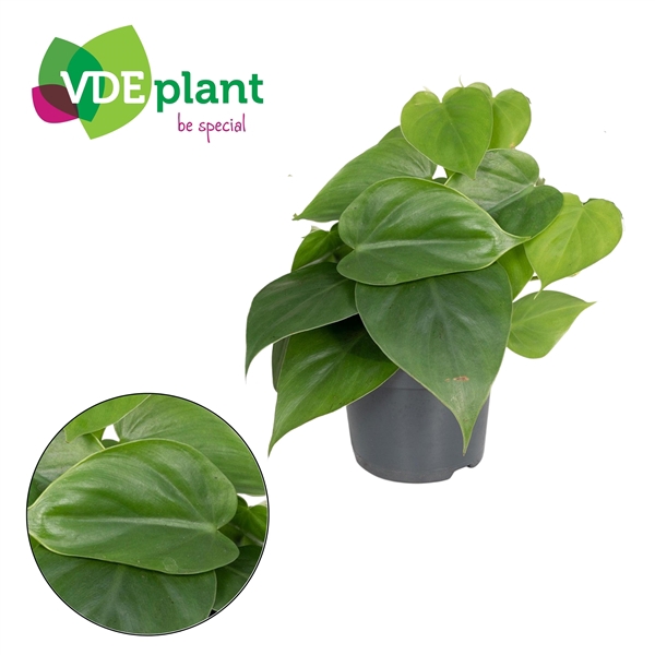 <h4>Philodendron Scandens 12cm</h4>